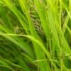 HAKONECHLOA Macra 2 HAKONECHLOA Macra -Perennia Bloom Shop hakonechloa macro 9290567
