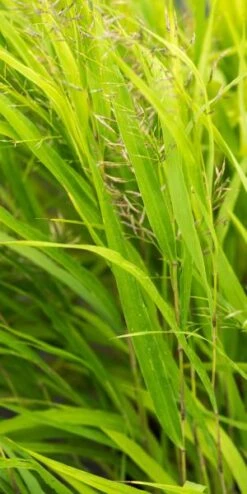 HAKONECHLOA Macra