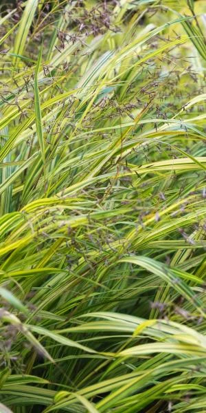 HAKONECHLOA Macra 'Aureola' 4 HAKONECHLOA Macra 'Aureola' - Image 2