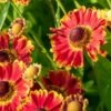 HELENIUM Autumnale 'Bandera' -Perennia Bloom Shop helenium autumnale bandera