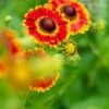 HELENIUM Autumnale 'Fuego' (Mariachi Series) PBR 1 HELENIUM Autumnale 'Fuego' (Mariachi Series) PBR -Perennia Bloom Shop helenium autumnale fuego 7250760