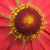 HELENIUM 'Mahagoni' -Perennia Bloom Shop helenium mahagony