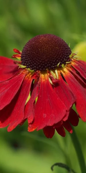 HELENIUM 'Moerheim Beauty' 4 HELENIUM 'Moerheim Beauty' - Image 2