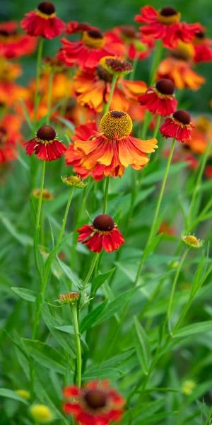HELENIUM 'Moerheim Beauty' 3 HELENIUM 'Moerheim Beauty'