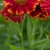 HELENIUM 'Vicky' -Perennia Bloom Shop helenium vick web