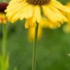 HELENIUM 'Wyndley' -Perennia Bloom Shop helenium wyndley 2 2