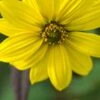 HELIANTHUS Giganteus -Perennia Bloom Shop helianthus giganteus 9220197 2