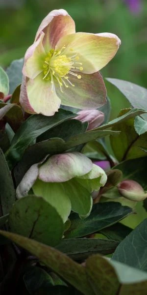 HELLEBORUS Ericsmithii ViV Valeria 3 HELLEBORUS Ericsmithii ViV Valeria