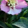 HELLEBORUS Orientalis 'Magic Apricot' (Magic Collection) -Perennia Bloom Shop helleborus magic apricot web