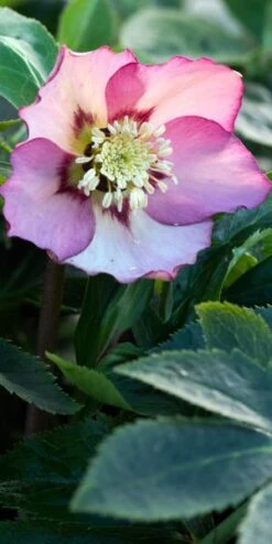 HELLEBORUS Orientalis 'Magic Apricot' (Magic Collection)