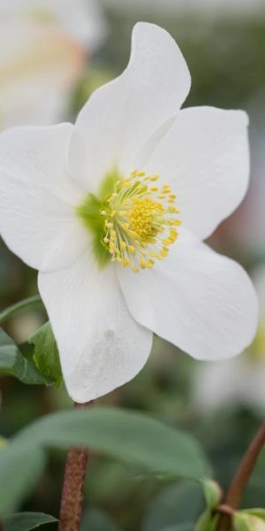 HELLEBORUS Niger 'Mont Blanc' 4 HELLEBORUS Niger 'Mont Blanc' - Image 2