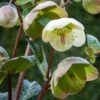 HELLEBORUS (Rodney Davey Marbled Group) Moondance -Perennia Bloom Shop helleborus moondance 3130842 2