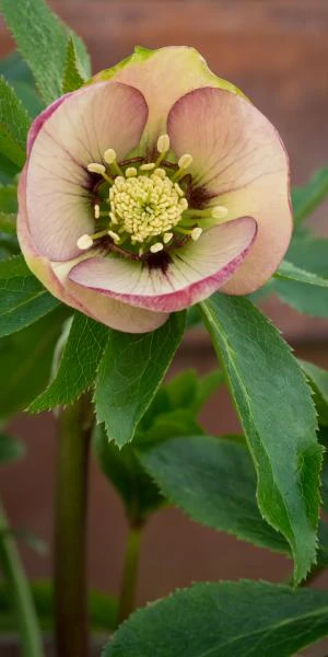 HELLEBORUS Orientalis 'Magic Apricot' (Magic Collection) 4 HELLEBORUS Orientalis 'Magic Apricot' (Magic Collection) - Image 2