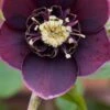 HELLEBORUS Orientalis 'Magic Aubergine' (Magic Collection) -Perennia Bloom Shop helleborus orientalis magic aubergine 1100505