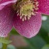 HELLEBORUS Orientalis 'Magic Red' -Perennia Bloom Shop helleborus orientalis red 2050492