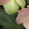 HELLEBORUS X Sternii -Perennia Bloom Shop helleborus sternii blackthorn strain