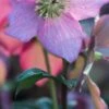HELLEBORUS Walberton's ® Rosemary PBR (WALHERO) 2 HELLEBORUS Walberton's ® Rosemary PBR (WALHERO) -Perennia Bloom Shop helleborus walbertons rosemary 2