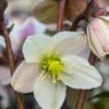 HELLEBORUS X Nigercors 'Emma' PBR -Perennia Bloom Shop hellebourus emma 1100351