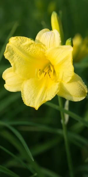 HEMEROCALLIS 'Happy Returns' 3 HEMEROCALLIS 'Happy Returns'