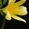 HEMEROCALLIS 'High Tor' -Perennia Bloom Shop hemerocallis high tor 6260816