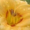 HEMEROCALLIS 'Siloam June Bug' -Perennia Bloom Shop hemerocallis june bug 052940