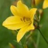 HEMEROCALLIS 'Lemon Bells' 1 HEMEROCALLIS 'Lemon Bells' -Perennia Bloom Shop hemerocallis lemon bells web