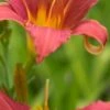 HEMEROCALLIS 'Pink Damask' -Perennia Bloom Shop hemerocallis pink damask 6230404 2