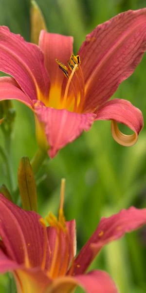 HEMEROCALLIS 'Pink Damask' 3 HEMEROCALLIS 'Pink Damask'