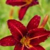 HEMEROCALLIS 'Stafford' 1 HEMEROCALLIS 'Stafford' -Perennia Bloom Shop hemerocallis stafford web