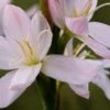 HESPERANTHA Coccinea 'Wilfred H. Bryant' -Perennia Bloom Shop hesperantha coccinea wilfred h 4