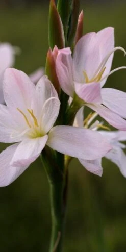 HESPERANTHA Coccinea 'Wilfred H. Bryant'
