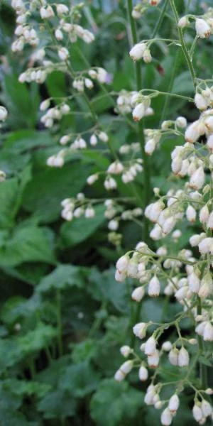 HEUCHERA 'White Spires' 3 HEUCHERA 'White Spires'