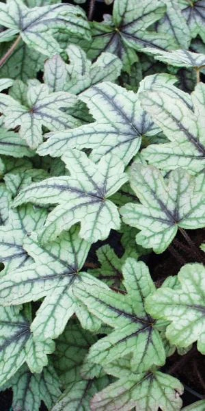HEUCHERELLA 'Kimono' PBR 3 HEUCHERELLA 'Kimono' PBR