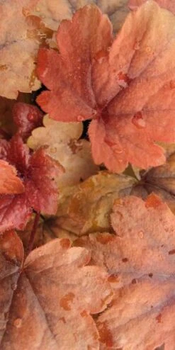 HEUCHERELLA 'Sweet Tea' PBR