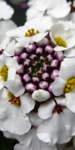 IBERIS Gibraltarica 'Betty Swainson'