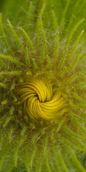 INULA Hookeri 4 INULA Hookeri - Image 2