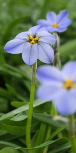 IPHEION 'Rolf Fiedler' -Perennia Bloom Shop ipheion rolf fiedler 020240 2