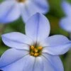 IPHEION 'Rolf Fiedler' -Perennia Bloom Shop ipheion rolf fiedler