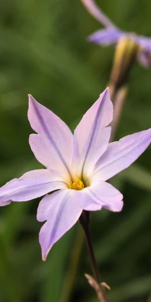 IPHEION Uniflorum 'Hardy's Hybrid' 4 IPHEION Uniflorum 'Hardy's Hybrid' - Image 2