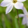 IPHEION Uniflorum 'Hardy's Hybrid' -Perennia Bloom Shop ipheion uniflorum hardy s hybrid 3040555