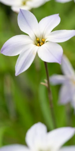 IPHEION Uniflorum 'Hardy's Hybrid' 3 IPHEION Uniflorum 'Hardy's Hybrid'