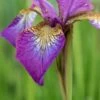 IRIS 'Sparkling Rose' (SIB) -Perennia Bloom Shop iris sparkling rose sib 5190016