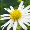KALIMERIS 'Mon Jardin' -Perennia Bloom Shop kalmeris monogolica mon jardin 2