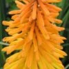 KNIPHOFIA 'Amsterdam' -Perennia Bloom Shop kniphofia amsterdam