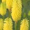 KNIPHOFIA 'Bees' Lemon' -Perennia Bloom Shop kniphofia bees lemon 1