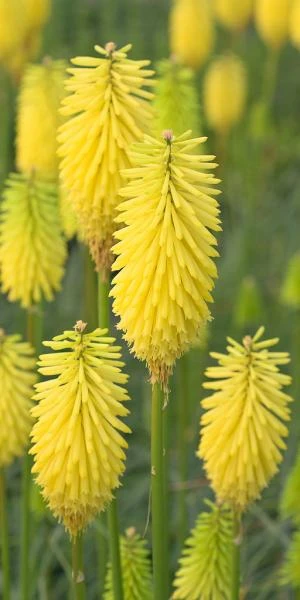 KNIPHOFIA 'Bees' Lemon' 3 KNIPHOFIA 'Bees' Lemon'