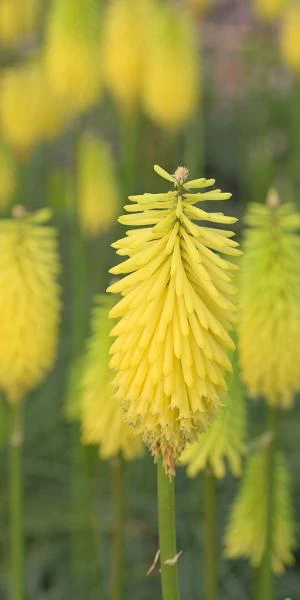 KNIPHOFIA 'Bees' Lemon' 4 KNIPHOFIA 'Bees' Lemon' - Image 2