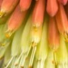 KNIPHOFIA Caulescens -Perennia Bloom Shop kniphofia caulescens 9180250 2