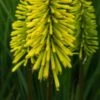 KNIPHOFIA 'Dorset Sentry' 2 KNIPHOFIA 'Dorset Sentry' -Perennia Bloom Shop kniphofia dorset sentry 9200057 4