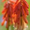 KNIPHOFIA 'Strawberries And Cream' -Perennia Bloom Shop kniphofia strawberries and cream 7061762